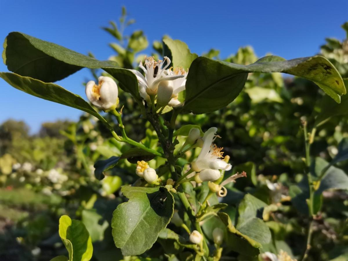 Profumo Di Zagara Acireale Villa ภายนอก รูปภาพ